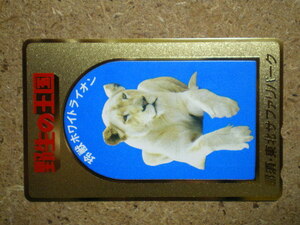 doub* lion .. Tohoku Safari park . raw. kingdom white lion gold . frame telephone card 