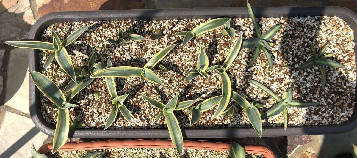 ヤフオク! -「ベリー」(アガベ) (観葉植物)の落札相場・落札価格