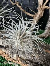 Tillandsia tectorum チランジア テクトラム ティランジア 空氣鳳梨 エアプランツ airplants 観葉植物 2つセット売り_画像4