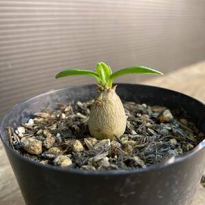 1 パキポディウム ウィンゾリー Pachypodium windsorii 実生の画像1