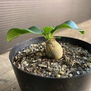 4 パキポディウム ウィンゾリー Pachypodium windsorii 実生の画像3