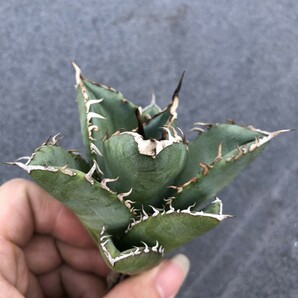 G48 多肉植物アガベ agave チタノタ 強棘霸王竜（sp新種）台湾輸入発根済みの画像1