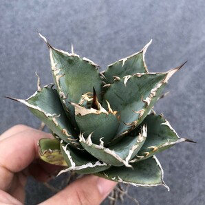 G49 多肉植物アガベ agave チタノタ 強棘霸王竜（sp新種）台湾輸入発根済みの画像5