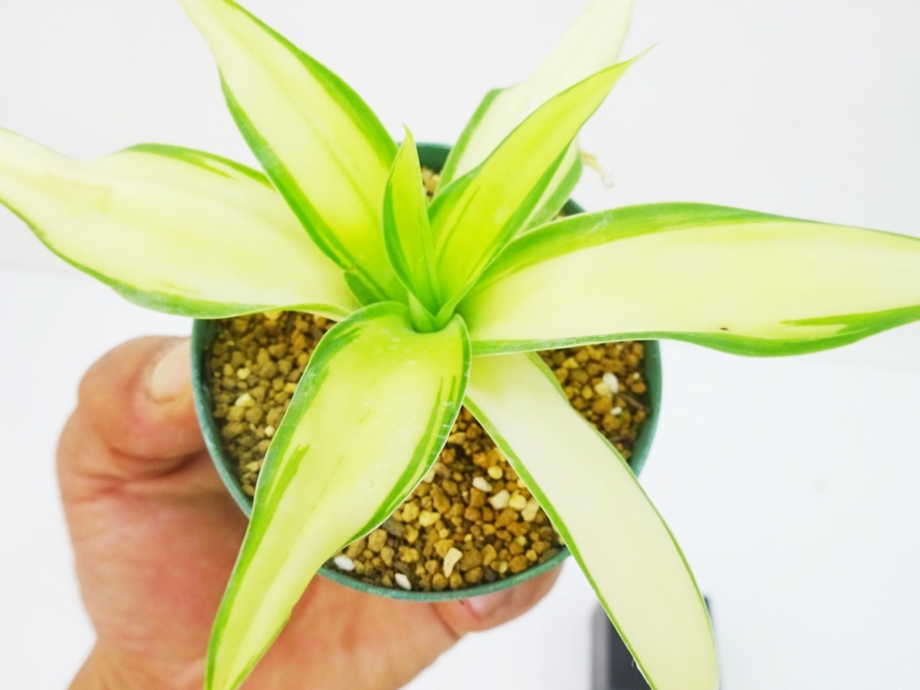 Yahoo!オークション -「アガベ アテナータ」(その他) (観葉植物)の落札