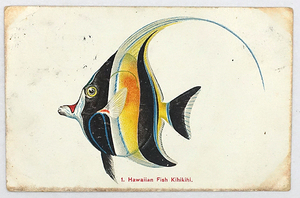 ep691【戦前絵葉書】Hawaiian Fish Kihikihi / エンタイヤ 実逓便 ホノルル消印 /// 検）ハワイ 布哇