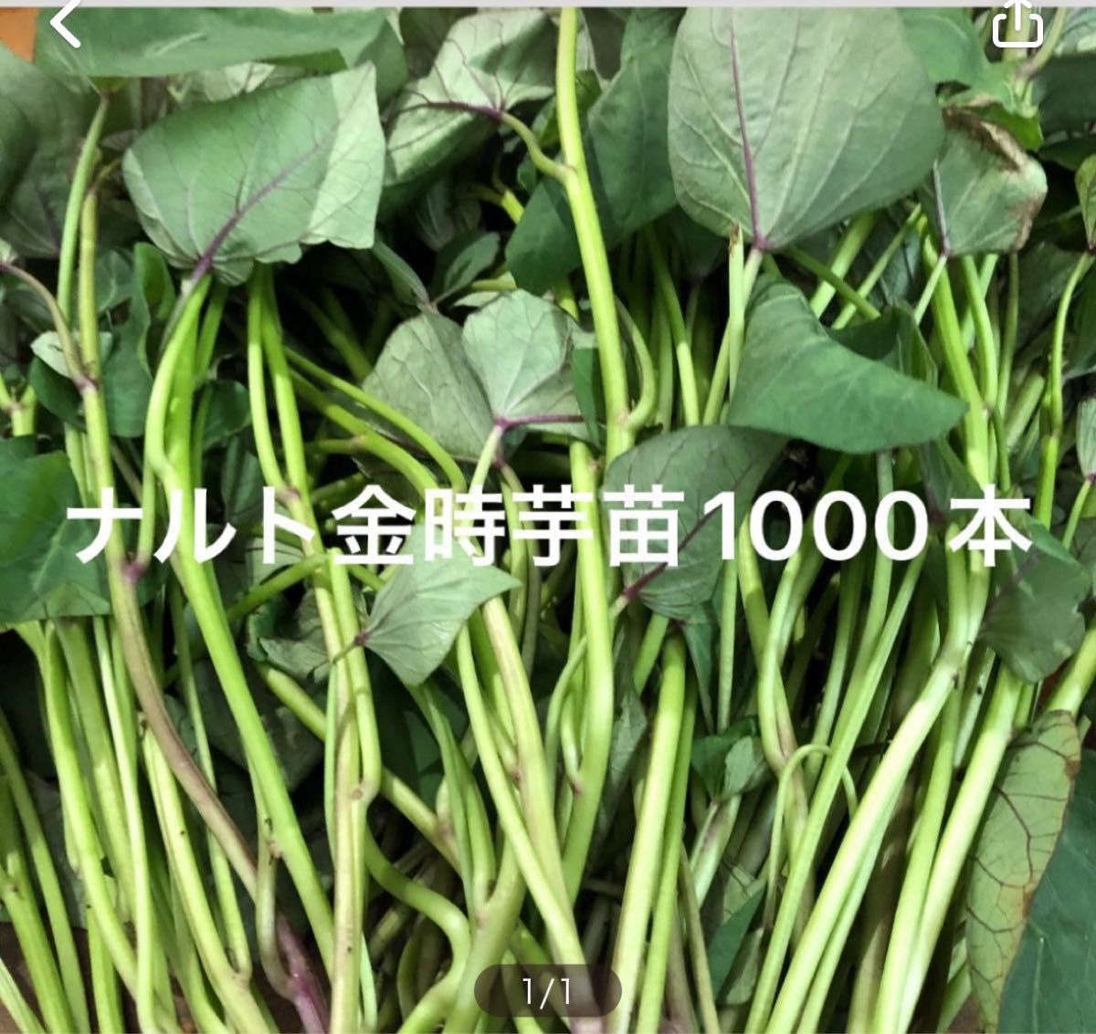 シルクスイート芋苗1000本値下げ 日本オンライン その他
