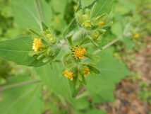 メナモミ・「脳を蘇生させる薬草」の種 100粒以上_画像2