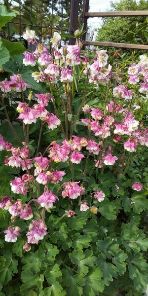 花の種7種類☆朝顔、カタナンケブルー追加