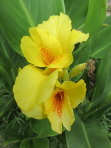 しあわせの黄色いカンナC　根茎 黄花 1個 花付き 夏から秋にかけ長い期間 花咲きます 強健雑草退治に有効