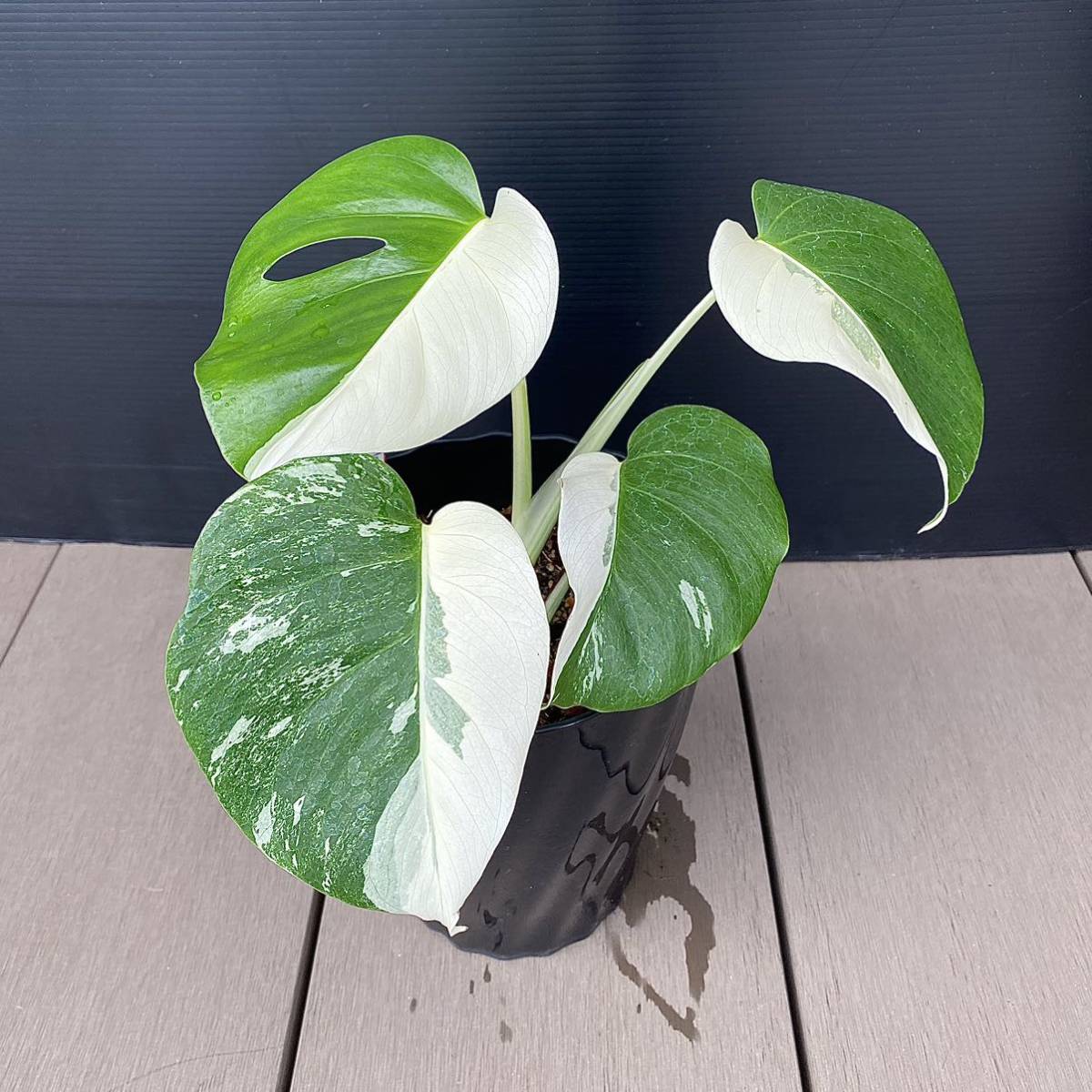 monstera モンステラ ボルシギアナ 斑入り 白斑 ハーフムーン+cidisol.org