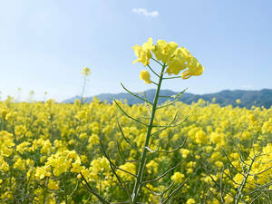 菜の花の種【送料無料】2g 500粒300円Ⅲ