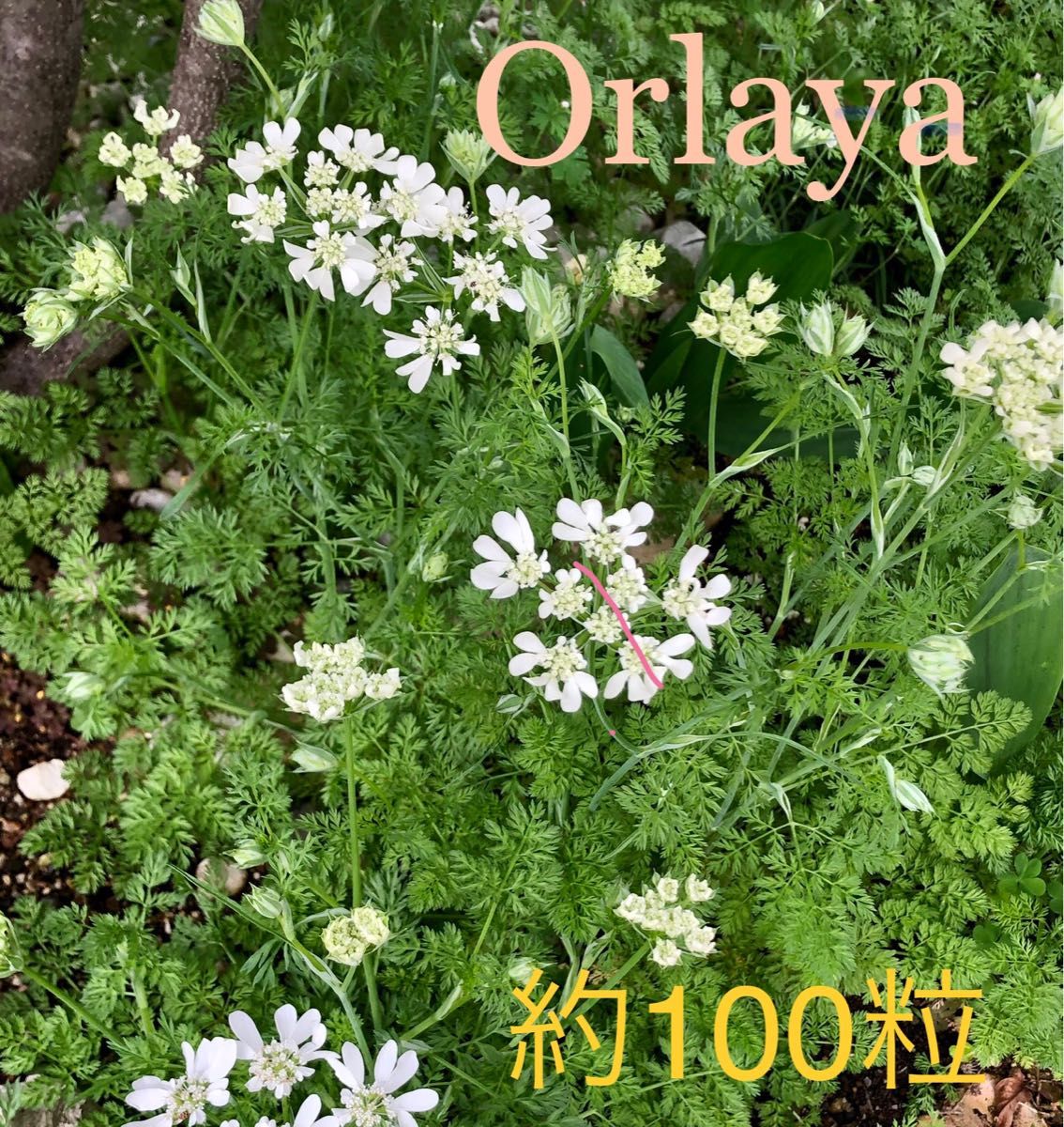 種子 オルレア(ホワイトレースフラワー) ９g｜PayPayフリマ