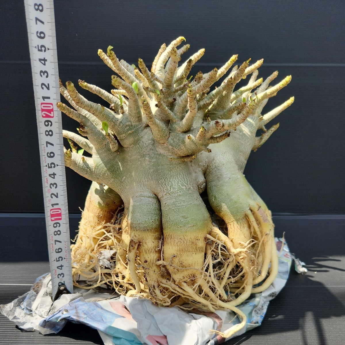 アデニウム☆アラビカム特大極上たこ足株!! 1 - JChere雅虎拍卖代购