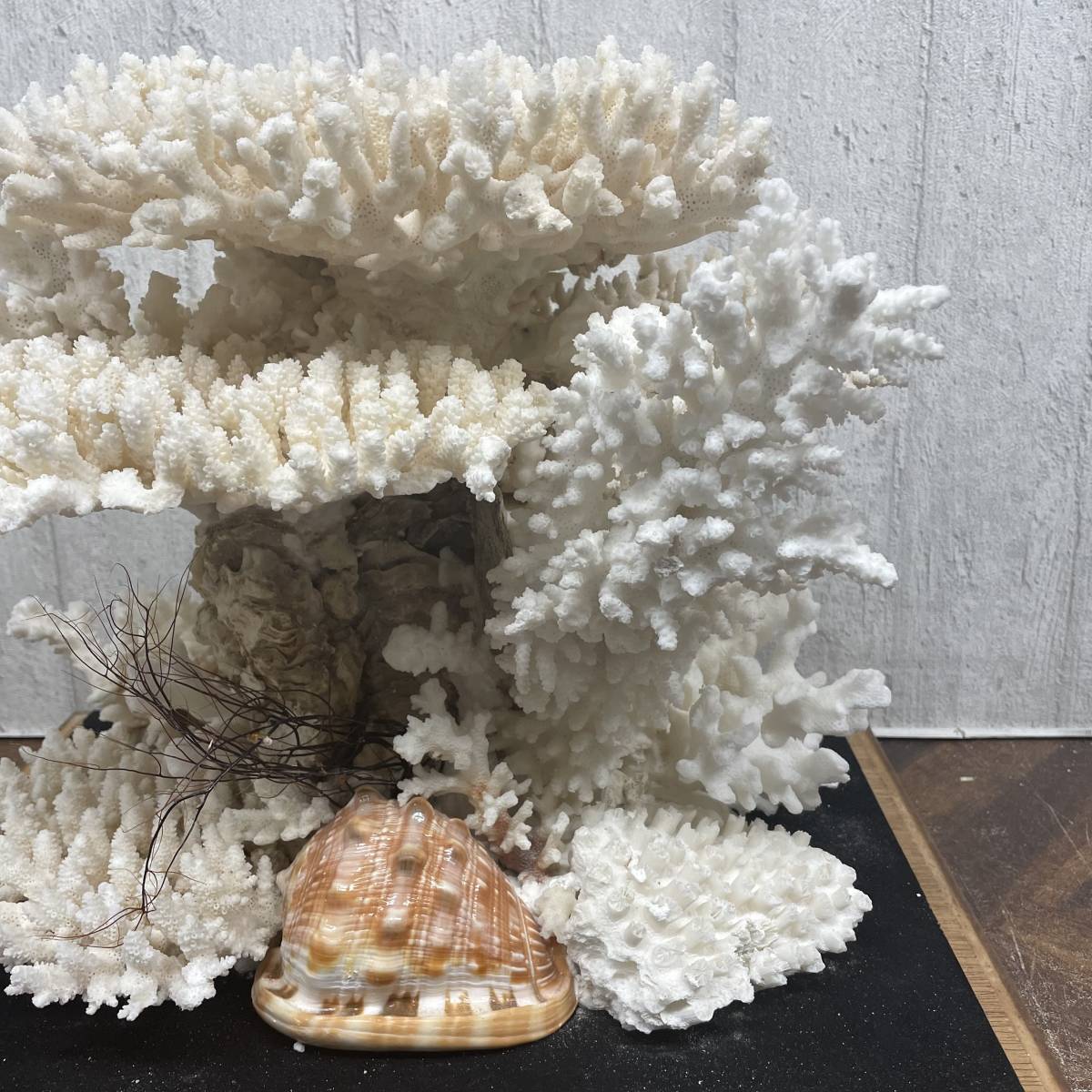 珍しい キクメイシ‼️ サンゴ礁 珊瑚 サンゴ 白珊瑚 - 通販