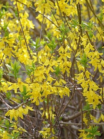 レンギョウ 苗 限定 宿根 耐寒 無農薬 黄色 小さめ