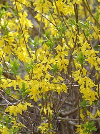 レンギョウ　苗　限定　宿根　耐寒　無農薬　黄色　枝を切ってあります