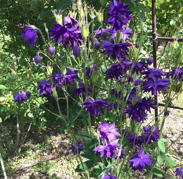 西洋オダマキ　花の種　25粒