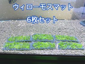 そのまま使えるウィローモス 6cm×4cm 6枚セット　南米ウィローモス無農薬　24時間以内配送