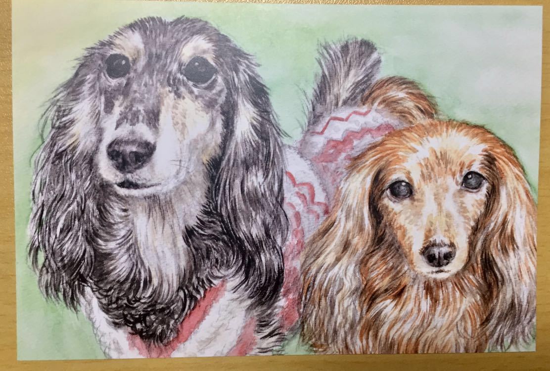 Original obra de arte dibujada a mano ilustración postal perro reproducción dachshund miniatura dachshund perro ilustración acuarela [Shizuka Aoki], animal, Perro, perros en general