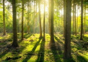 [ осень-зима рекомендация ] лес ..... дерево утечка день глаз. гарантия ... перемена обстановки картина способ обои постер очень большой A1 версия 830×585mm(. ... наклейка тип )003A1