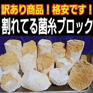 割れてる！オオヒラタケ菌糸ブロック！　格安！　マットに埋め込みカブトムシ幼虫の栄養強化に！クワガタの産卵床にも　クヌギ100%原料使用