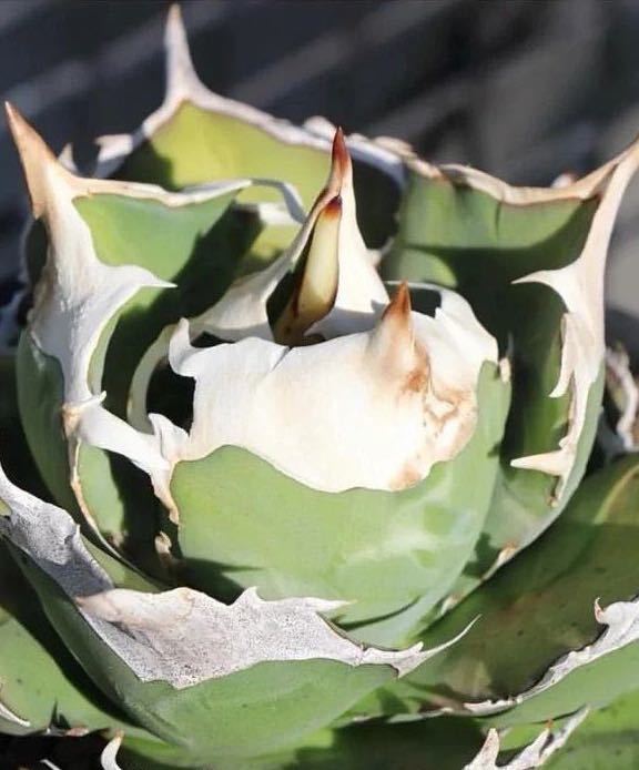 アガベ チタノタ シロサイ White Rhion 純血 陽炎狂刺検索ハデス