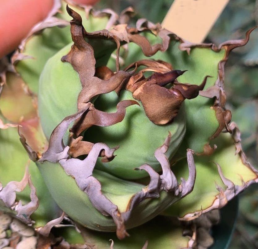 おすすめの人気 - 高級新品種多肉植物アガベ チタノタ 白豪刺X42