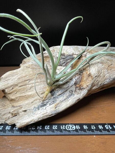 Tillandsia reichenbachii white flower form