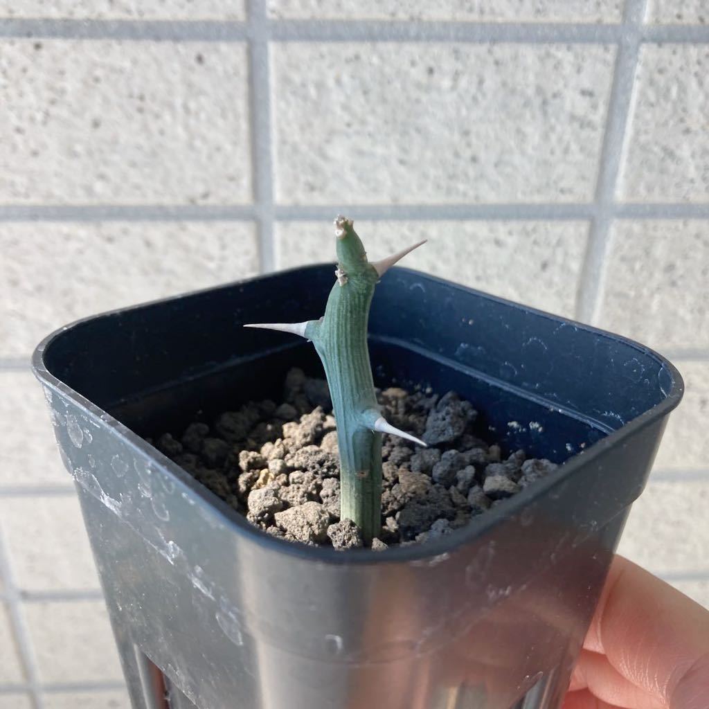 ヤフオク! -「アデニアバリー」(サボテン) (観葉植物)の落札相場・落札価格