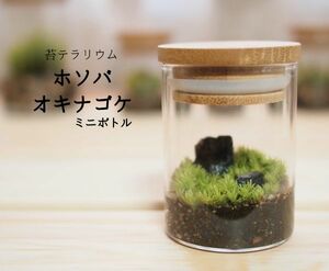 苔テラリウム　ホソバオキナゴケ（ミニボトル）