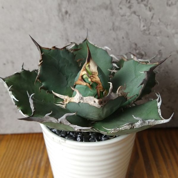 ヤフオク! -「台湾産」(アガベ) (観葉植物)の落札相場・落札価格