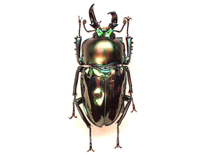 * female male shape!nijiiro stag beetle :42mm specimen *