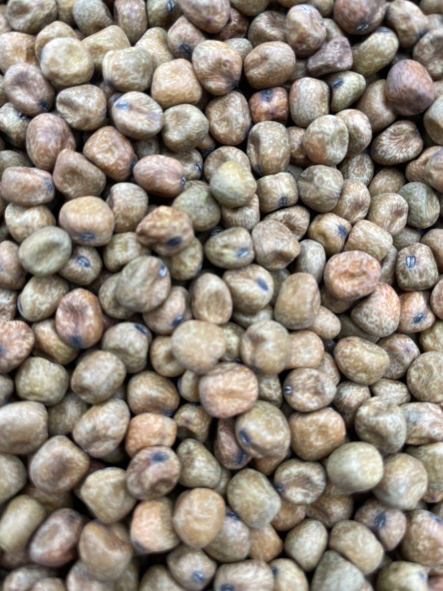 北海道産赤えんどう豆900g | JChere雅虎拍卖代购