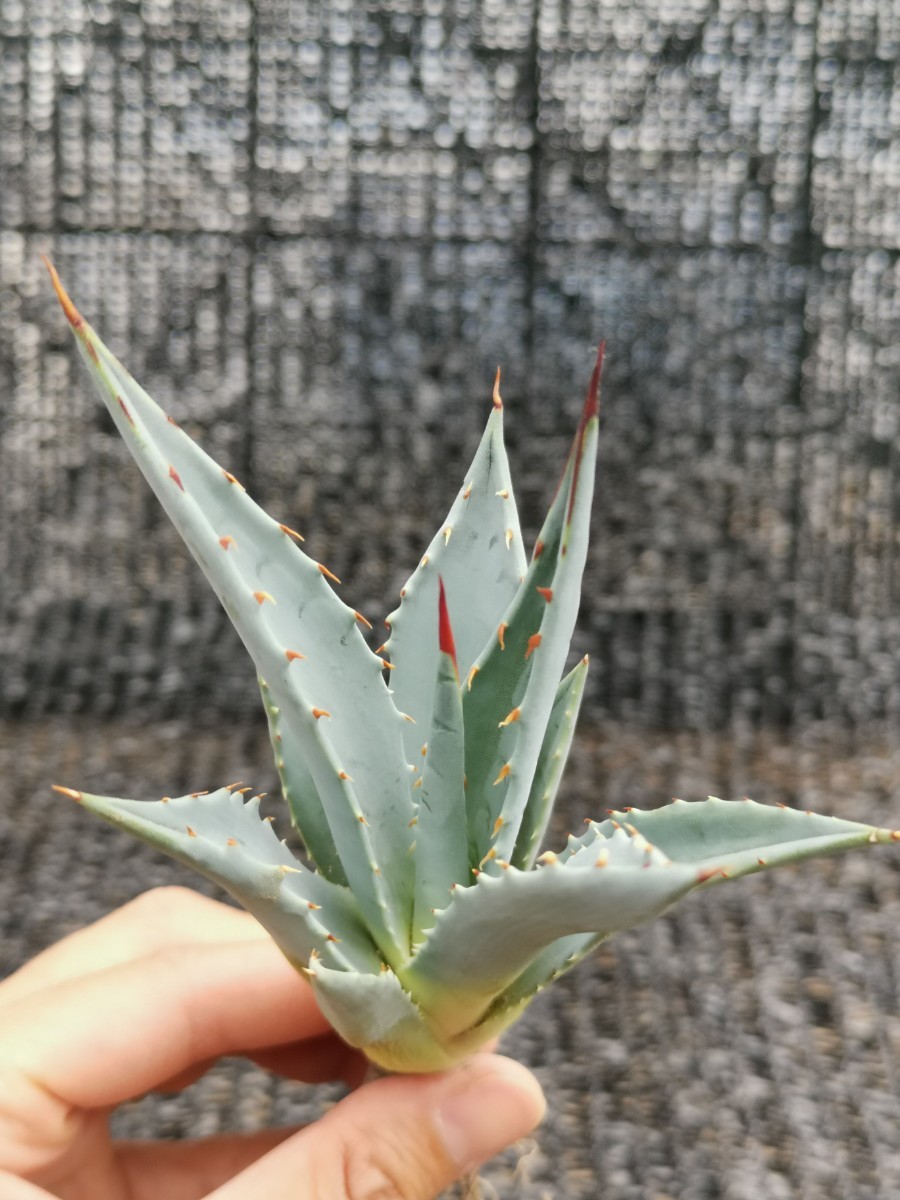 アガベ ユタエンシス カイバベンシス 抜き苗発送 実生 Agave utahensis