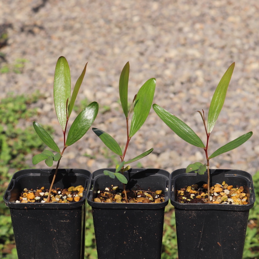 Acacia Confusa 種子10粒+ アカシアコンフサ匿名配送| JChere雅虎拍卖代购