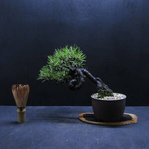 [ pine Kashiwa kind * bonsai ][ red pine ( red matsu)] / shohin bonsai bonsai carefuly selected bonsai material / scenery exist . pattern!