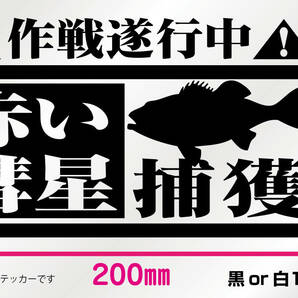 釣りステッカー 「アカムツ 捕獲作戦遂行中！」　船釣り ソルトフィッシング　ノドグロ