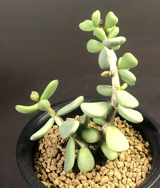 3-22【12/4入荷】Ceraria pygmaea ケラリア ピグマエア ベアルート株 ... 3-22【12/4入荷】Ceraria pygmaea ケラリア ピグマエア ベアルート株 ...