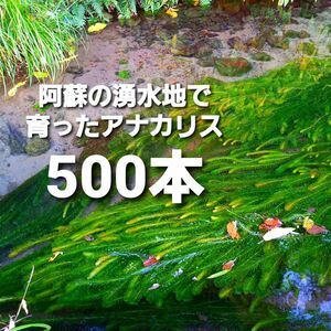 500本以上 阿蘇の湧水で育った水草 天然アナカリス
