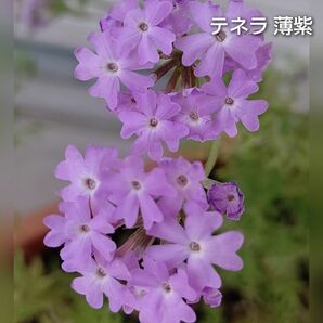 【ネコポス】宿根バーベナ テネラ薄紫６cmポット苗