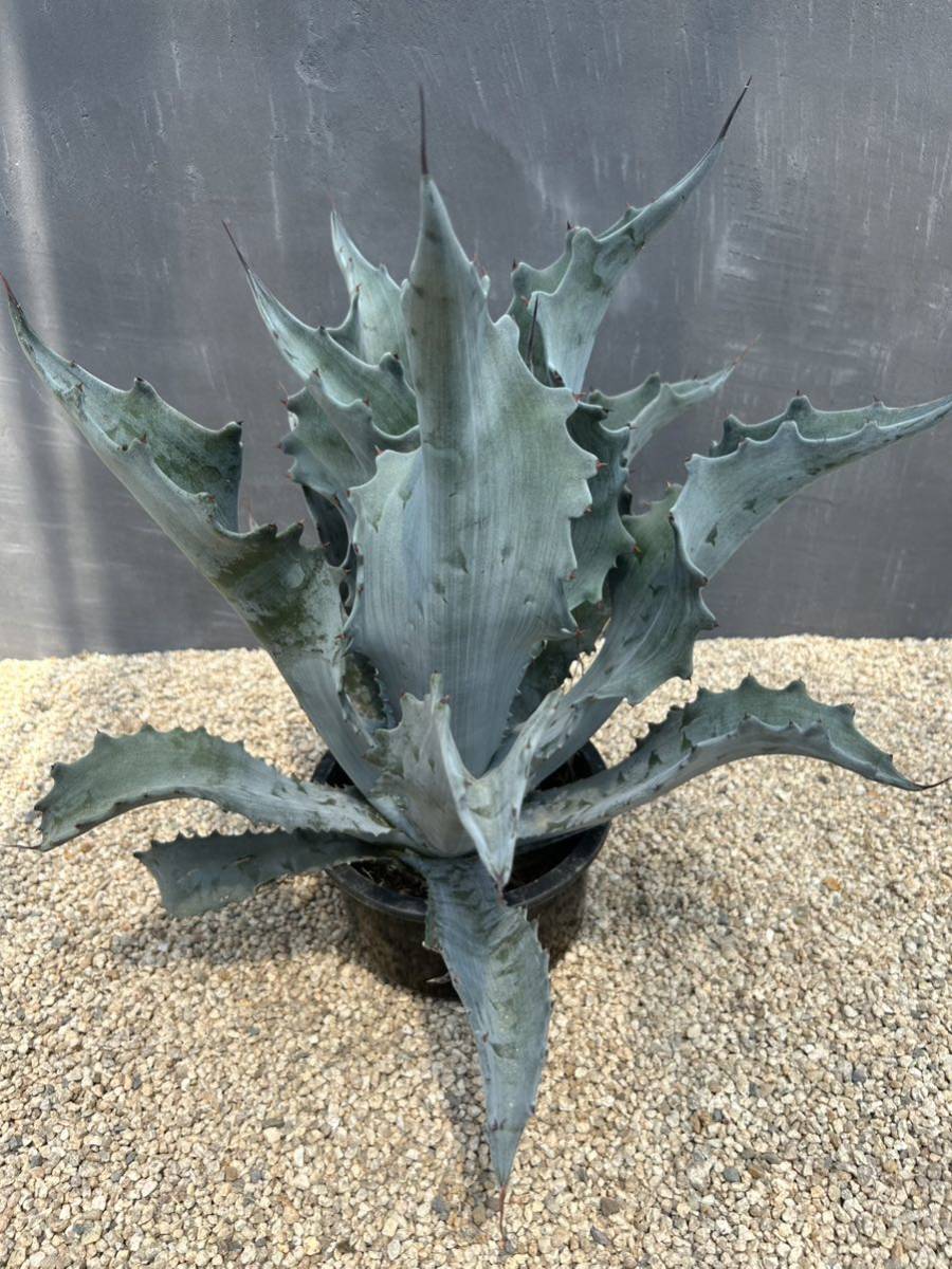 Agave americana var. protoamericana 'Funky Toes' アガベ プロト