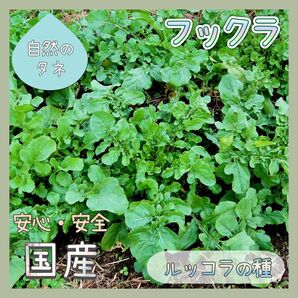 【国内育成・採取】フックラ 家庭菜園 種 野菜 ハーブ ルッコラ ロケット