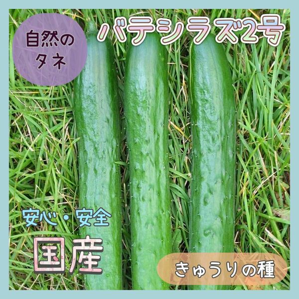 【国内育成・採取】 バテシラズ2号 家庭菜園 種 タネ きゅうり 野菜 胡瓜