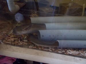  huge eel .. for receipt limitation (pick up) one pcs 