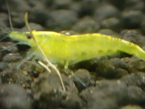  yellow Cherry shrimp 27 pcs 2 point successful bid .+ all sorts 1 pcs addition 5 point successful bid . postage half-price 