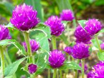 【送料無料】センニチコウ(紫)花柄100個(種子50個以上)_画像2