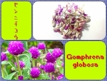 [ free shipping ]sennichikou( purple ) floral print 100 piece ( seeds 50 piece and more )