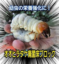 割れてるから安い！オオヒラタケ菌床ブロック　カブトムシ幼虫の栄養強化に！マットに埋め込むだけ！　クワガタ幼虫の餌、産卵床にもOK！_画像6