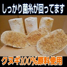 割れてるから安い！オオヒラタケ菌床ブロック　カブトムシ幼虫の栄養強化に！マットに埋め込むだけ！　クワガタ幼虫の餌、産卵床にもOK！_画像1