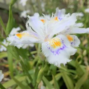 送料無料★フリルのような花びら シャガ 抜き苗5本 常緑多年草 シェードガーデン アイリス Iris japonica 園芸 ガーデニング 耐寒性宿根草の画像3